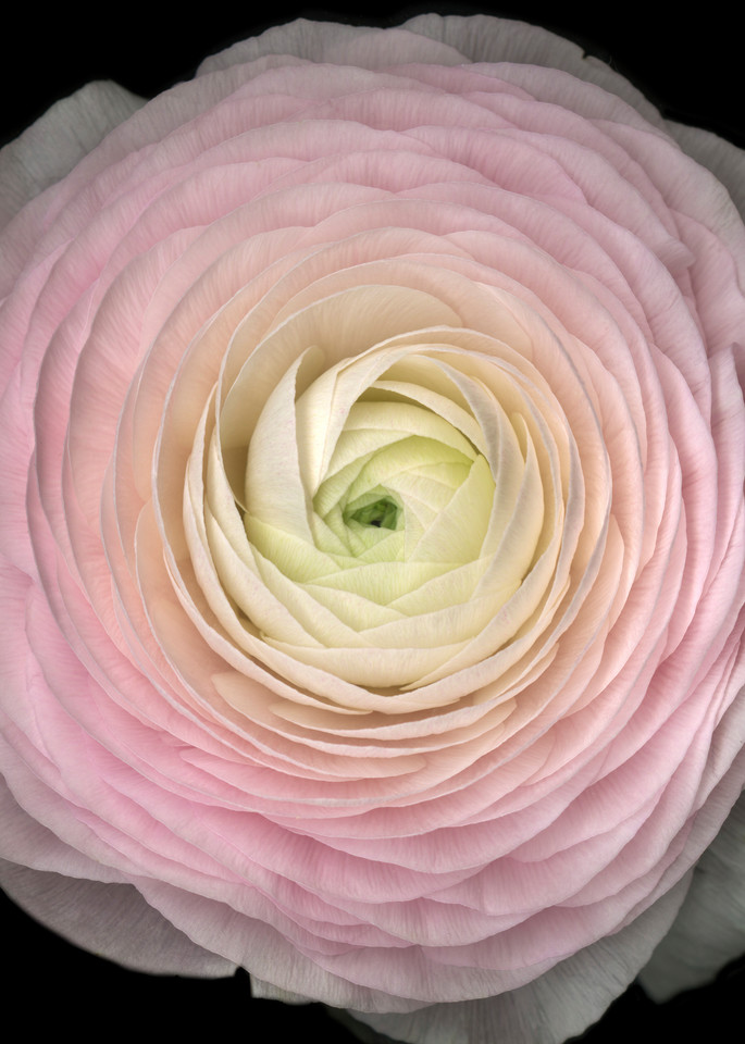 Pink Ranunculus Squared. Contemporary ultra high resolution wall art. A print of an original artwork by Mary Ahern Artist.
