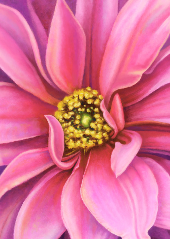 Pink Fascination Dahlia, wall art. A print of an original painting by the artist, Mary Ahern.