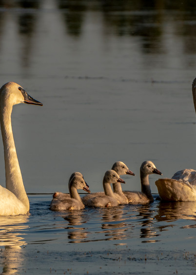 Trumpeter Swan Family (2000)