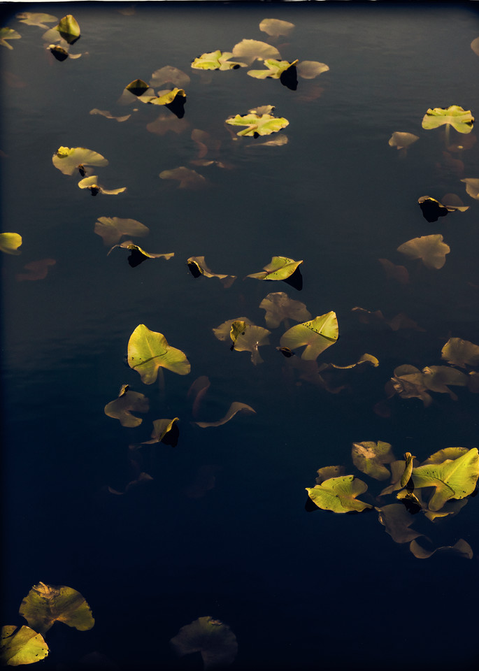 Spring Lily Pads #2
