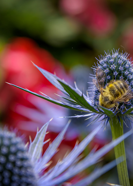 Bumble Bee Buffet Photography Art | Gingerich PhotoArt