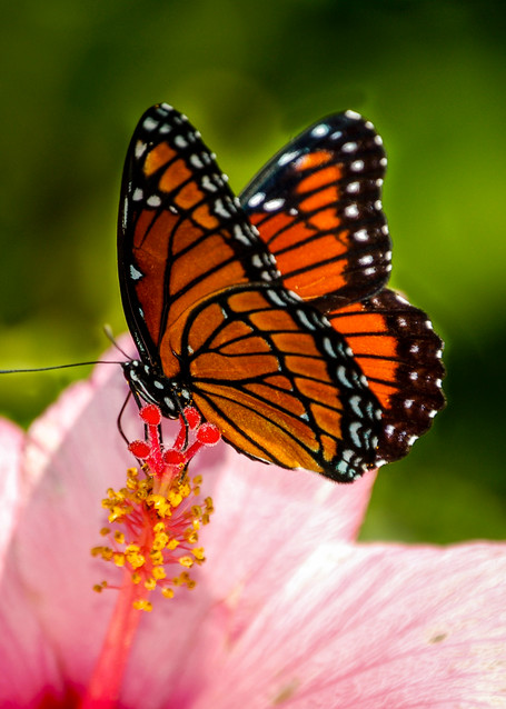 Monarch On A Hibiscus Photography Art | Gingerich PhotoArt