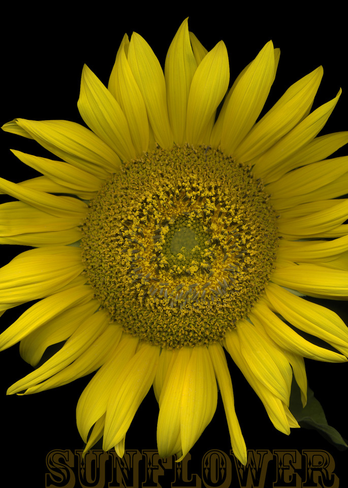 Flowers  Sunflower Art | FortMort Fine Art