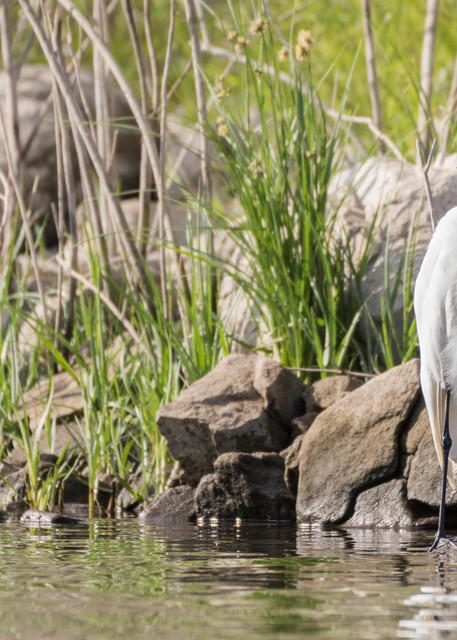 Great Egret, Lake Hodges, California