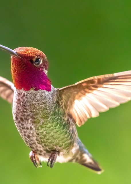 Fine art prints of a male Anna's hummingbird captured mid-flight