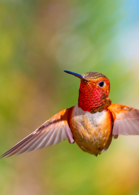 Fine art print of a male Rufous hummingbird captured mid flight.