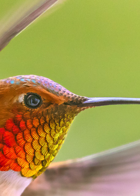 Fine art print of a male Rufous hummingbird.