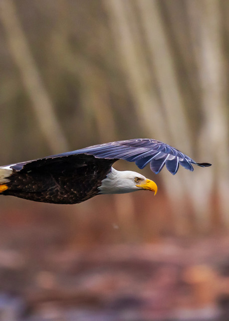 Fine art prints of a bald eagle flying over Nooksack River