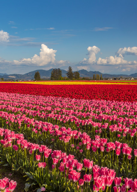 Fine art prints of tulip fields in Northwest Washington