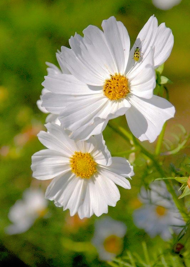 Daisies in the Morning