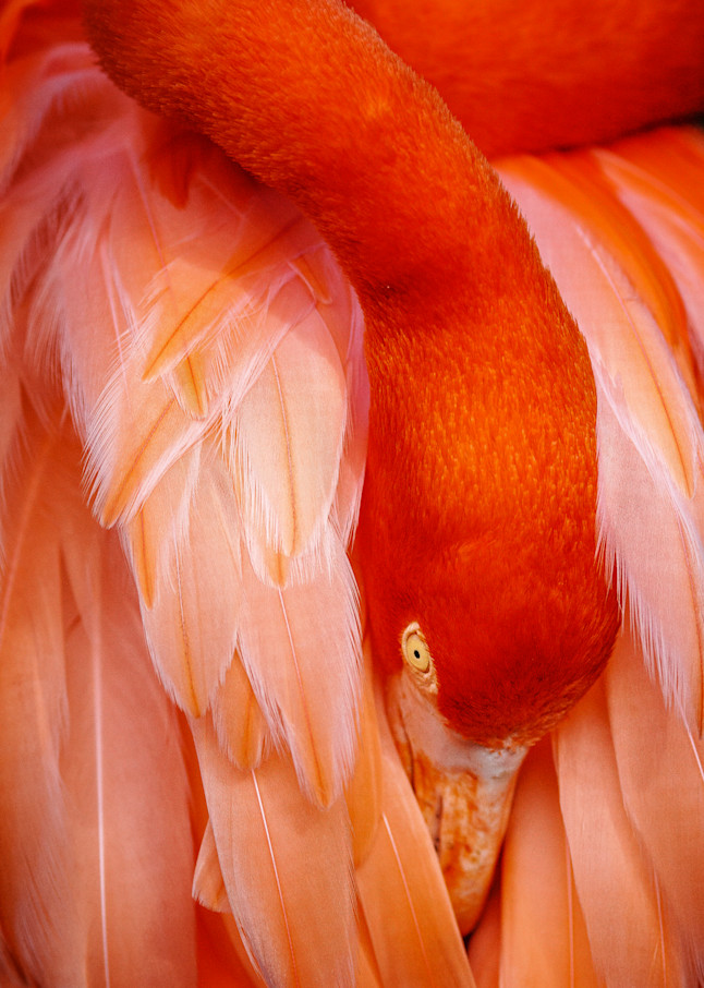 Flamingo - No.1