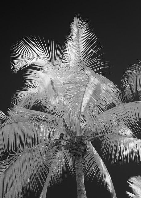 Classic Palm Trees