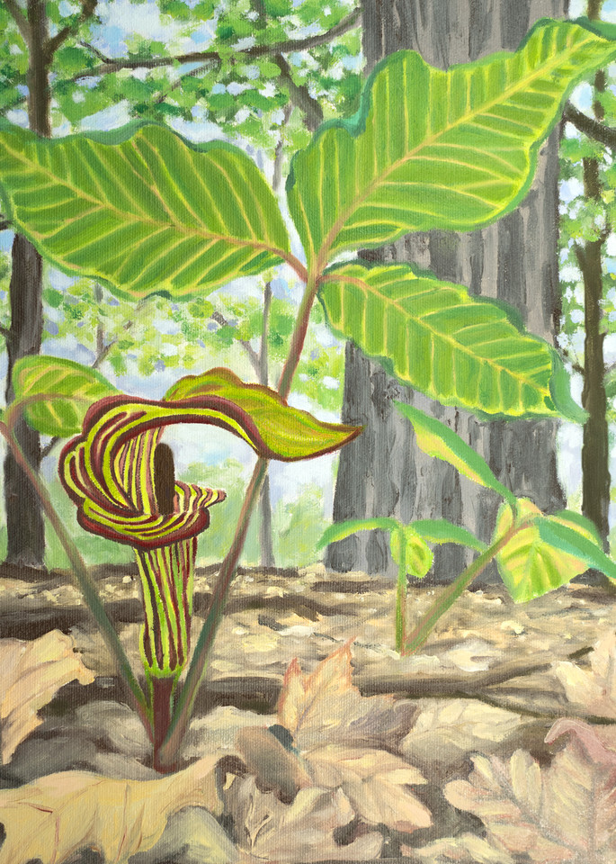 Jack in the Pulpit Art for Sale