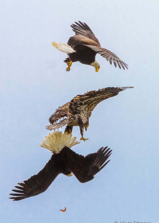 Fine art prints of three bald eagles fighting over a small fish
