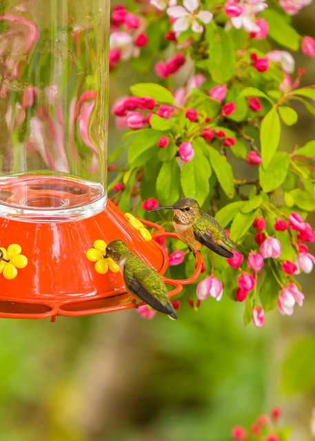 Fine art prints of a full house at the hummingbird feeder.