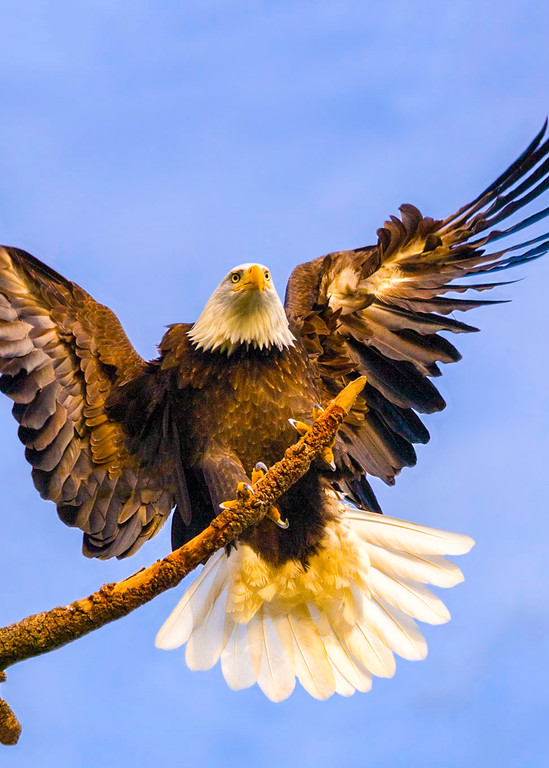 Fine art prints of a bald eagle landing on a tree.