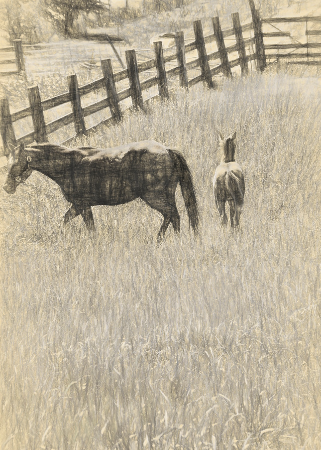 A Mother Horse Tends to Her Colt in Nebraska Pasture