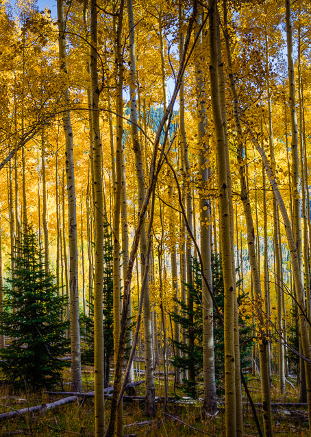 Aspens, Autumn, Fall, Landscape, New Mexico, Photography, Sangre de Christo mountains, Santa Fe, Southwest, forest