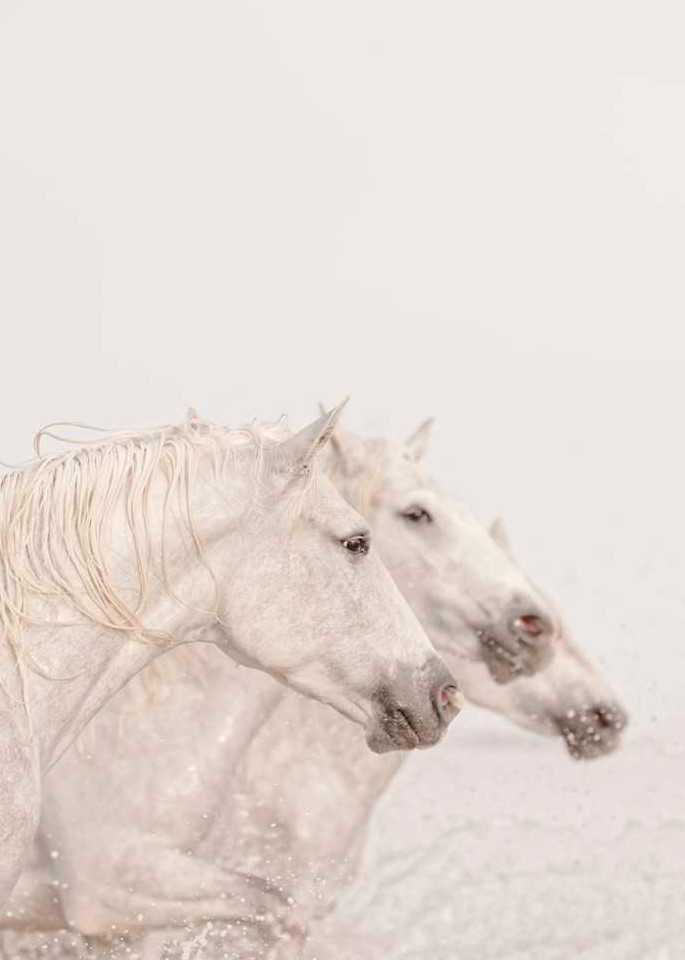 Three Horses Photography Art | DE LA Gallery