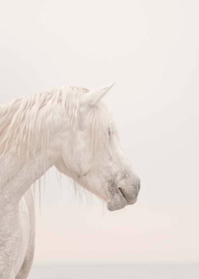 Unicorns Do Exist Photography Art | DE LA Gallery