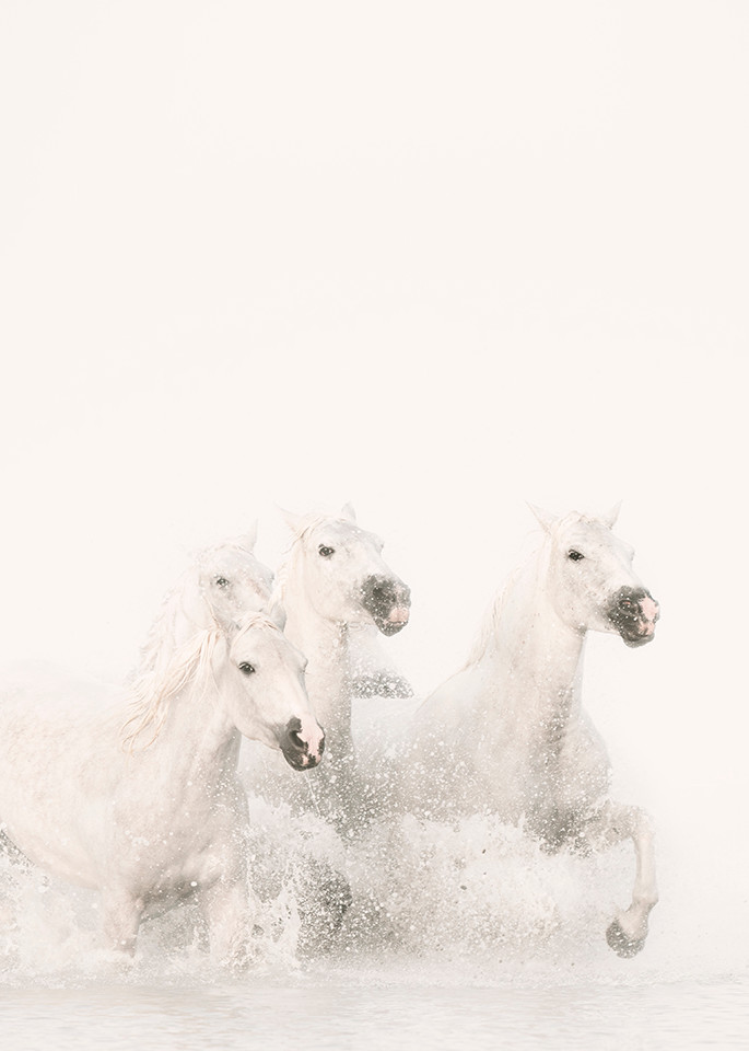 Pegasus Iii Photography Art | DE LA Gallery