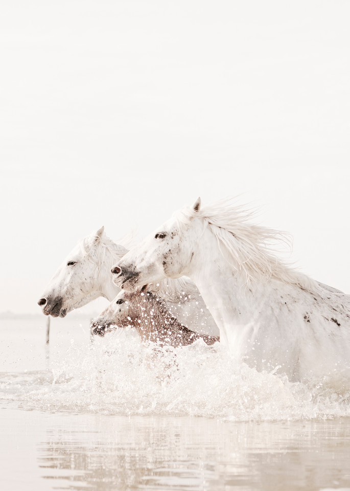 The Herd Photography Art | DE LA Gallery