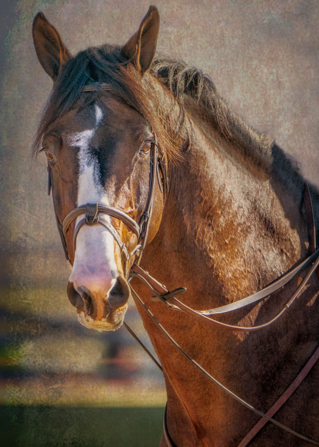 Bridle Portrait of Clintord #1 | Equine Collection | CBParkerPhoto Art