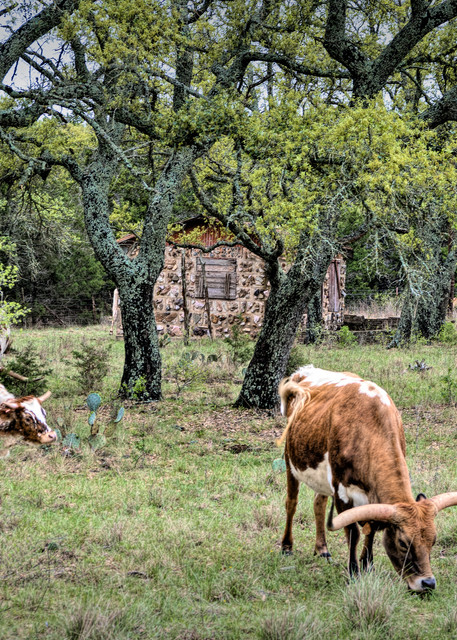 Texas Longhorns Grazing  Art | Larry Pagett LP Photography 