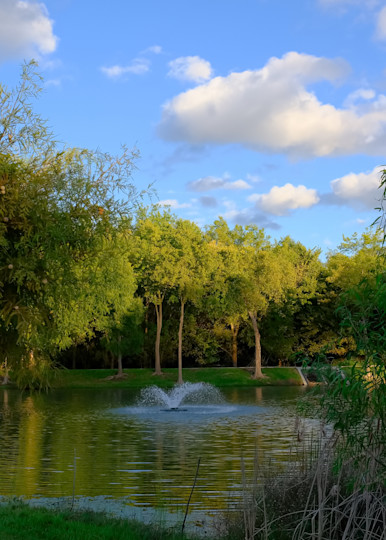 Trees and Pond in Suburban Park