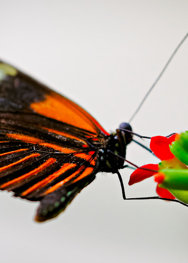Flowers And Butterflies 101 Art | Drone Video TX