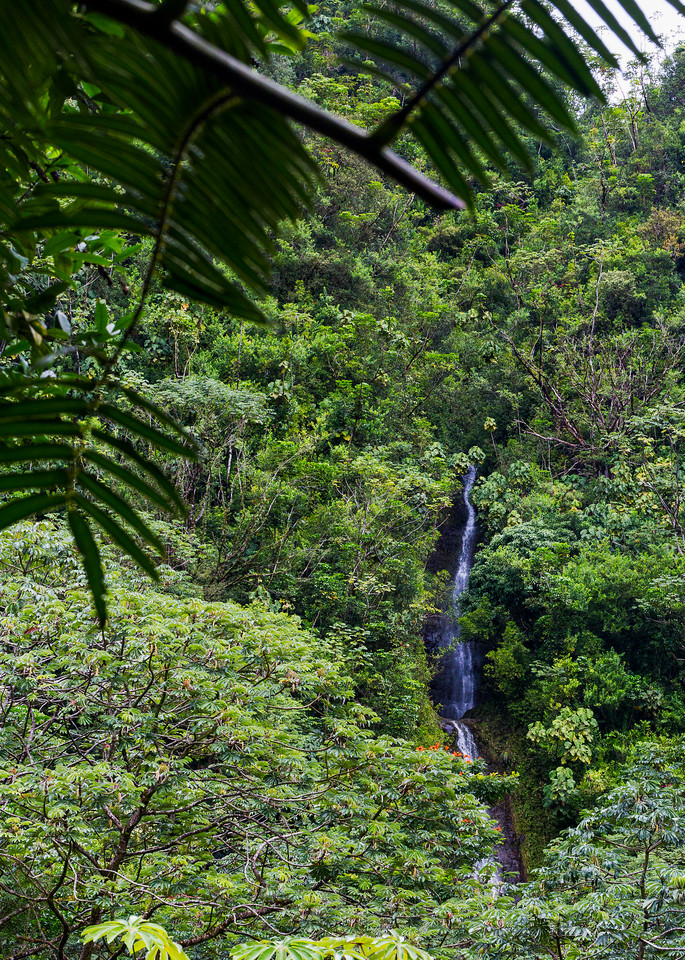 Manoa Falls In A Hawaiian Tropical Rainforest Photograph For Sale As Fine Art