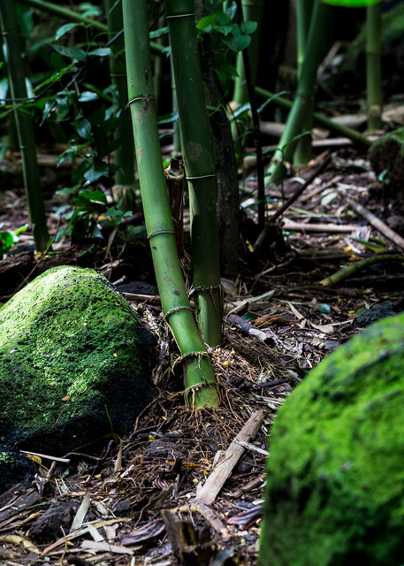 Mossy Rocks In Bamboo Forest Photograph For Sale As Fine Art
