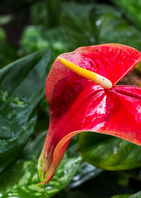 Anthurium Flower In Waimea Valley Botanical Gardens Photographer For Sale As Fine Art