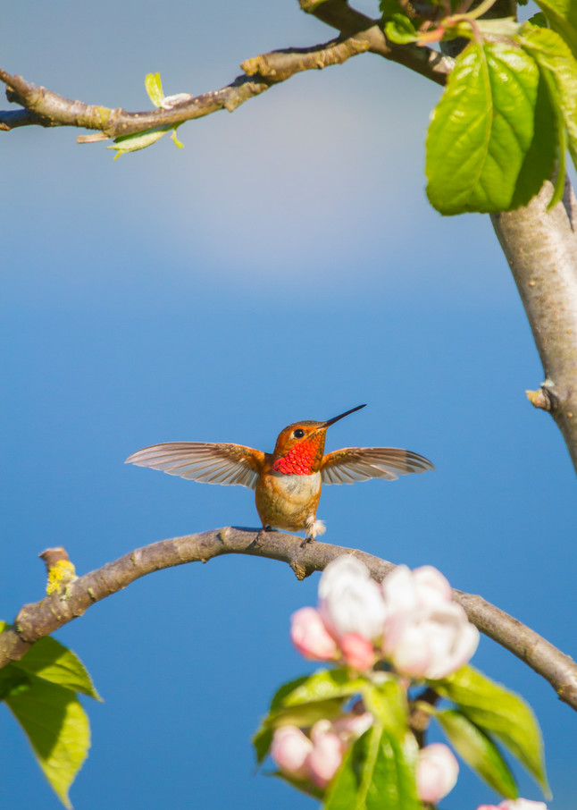 Wall art of male Rufous hummingbird dancing on tree branch