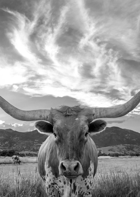 heber valley longhorn black and white