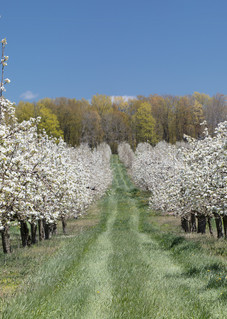 Apple Orchard in Bloom