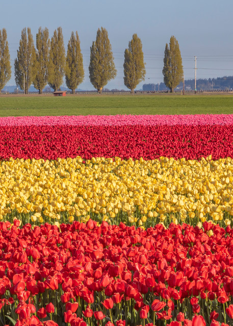 Colorful tulip field in Northwest Washington
