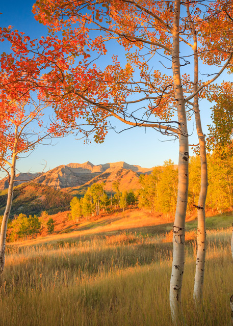 timp with fiery aspens