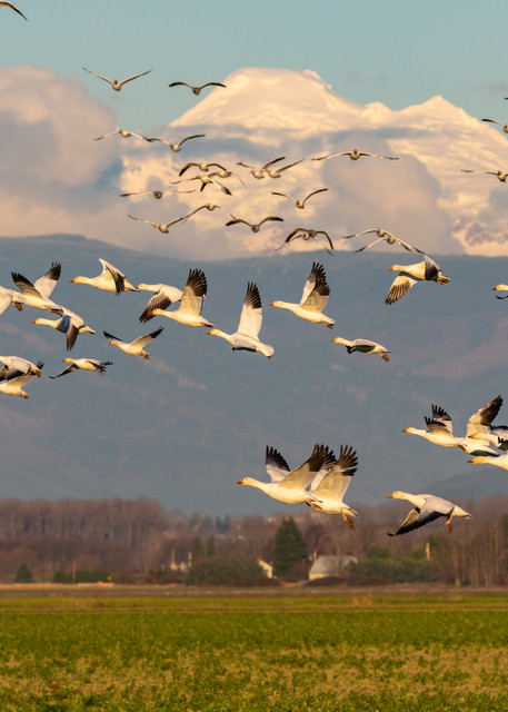 Snow Geese fly over the Skagit Valley in NW Washington