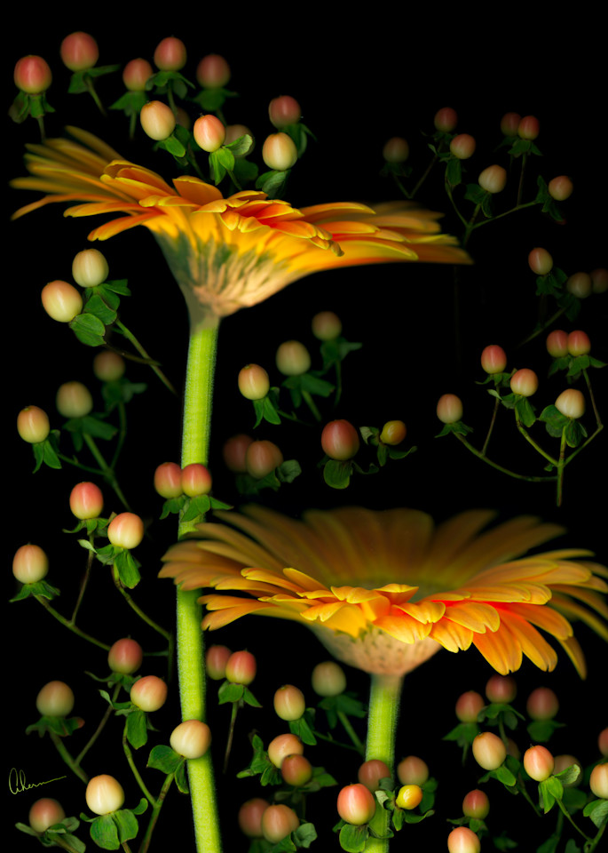 Gerbera Daisies with Hypericum metal wall art. Aluminum Prints by the artist, Mary Ahern.