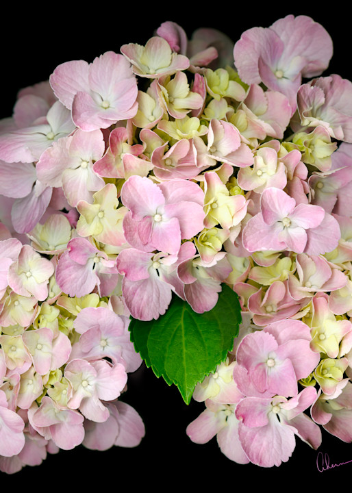 Pink Hydrangea metal wall art. Aluminum Prints by the artist, Mary Ahern.