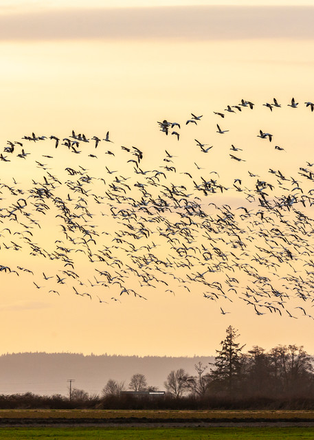 A flock of Snow Geese flying over Skagit County, Washington at sunset.