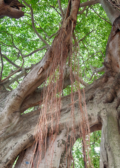 Banyan Tree III