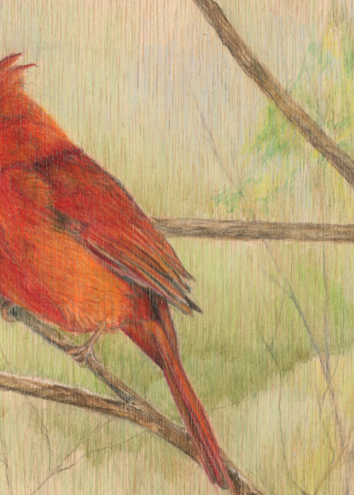 Cardinal bird songbird drawing art Artstorefronts redbird