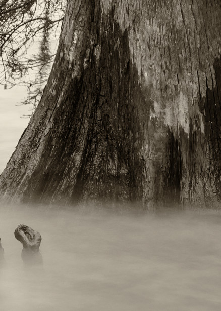Lake Maurepas cypress swamp photography print