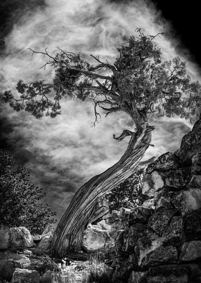 Tree of Mystery | Fine Art Black and White Photography