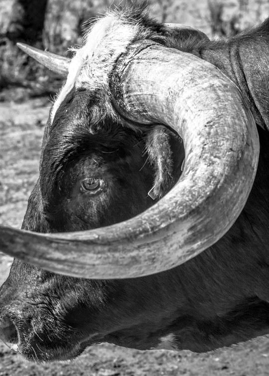Hook 'em horns longhorn photography print