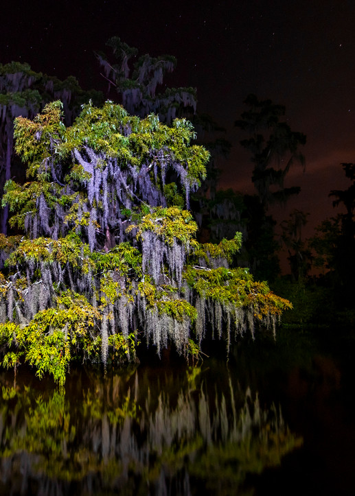 Festooned cypress tree Louisiana swamp photography