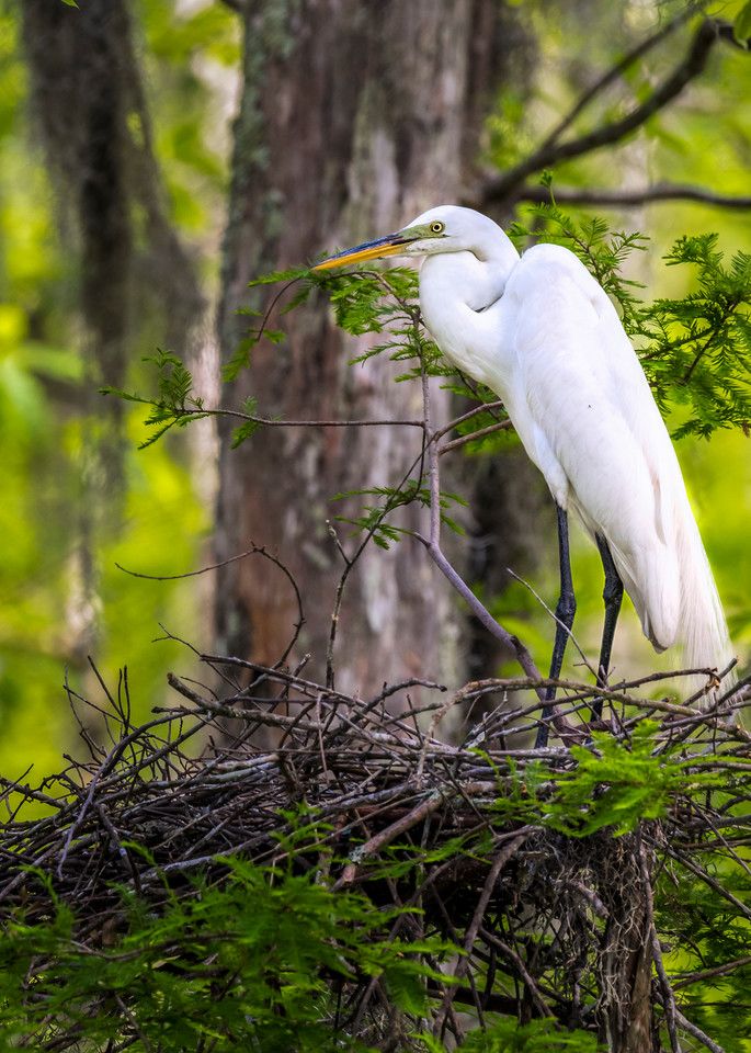 Nesting Egret bird photography