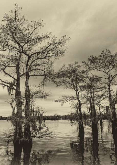 Vintage Henderson swamp photography